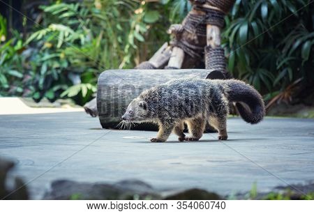 The Binturong (arctictis Binturong) Also Known As Bearcat