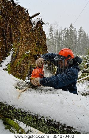 Lumberjack Working On A Uprooted Tree In Snow