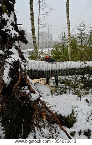 Lumberjack Working On A Uprooted Tree In Snow