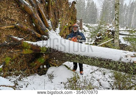 Lumberjack Working On A Uprooted Tree In Snow