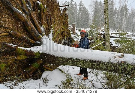 Lumberjack Working On A Uprooted Tree In Snow
