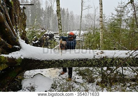Lumberjack Working On A Uprooted Tree In Snow