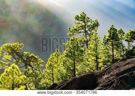 Scenic View On Caldera De Taburiente With Green Pine Forest, Ravines And Rocky Mountains Near Viewpo