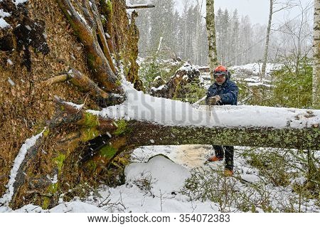 Lumberjack Working On A Uprooted Tree In Snow