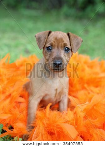 Den lille Pinscher hvalp