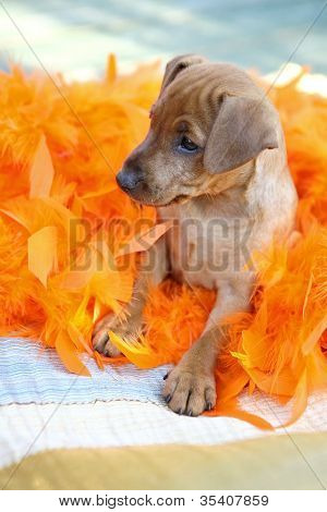 Den lille Pinscher hvalp