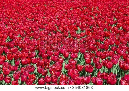 Red Tulips On A Sunny Summer Or Spring Day. Flower For Postcard Beauty Decoration And Agriculture Co