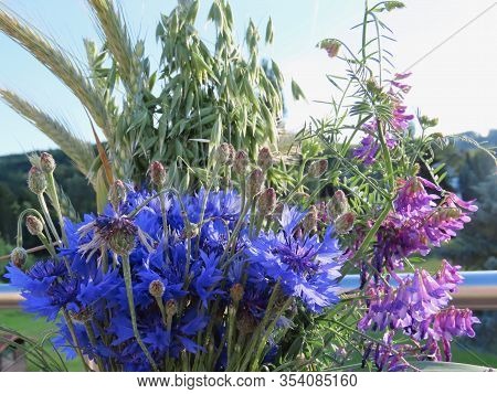 Colorful Bouquet Of Country Wildflowers: Blue Cornflowers, Purple Winter Vetch Or Hairy Vetch, Oats,