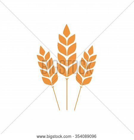 Vector Wheat Ears Spikelets With Grains. Realistic Oat Bunch, Yellow Sereals For Backery, Flour Prod