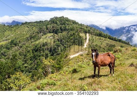 Horse In The Mountains