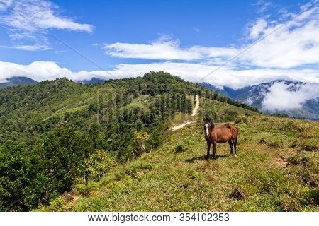 Horse In The Mountains