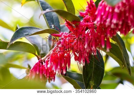 Close Up Of A Red Flowering Plant In Tropical Costa Rica With Tubular Blooms With A Sweet Citrus Fla