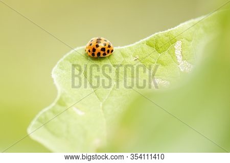 Orange Ladybug