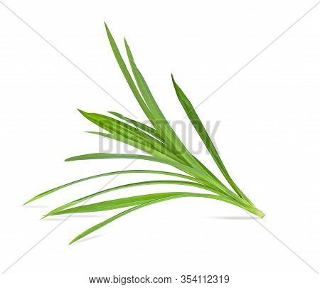 Fresh Green Pandan Leaves Isolated On White Background.