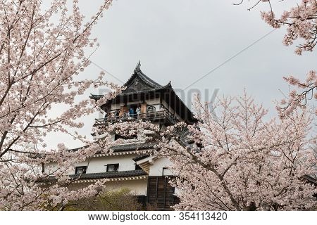 Inuyama Castle Historic Building Landmark In Spring With Beautiful Cherry Blossom.