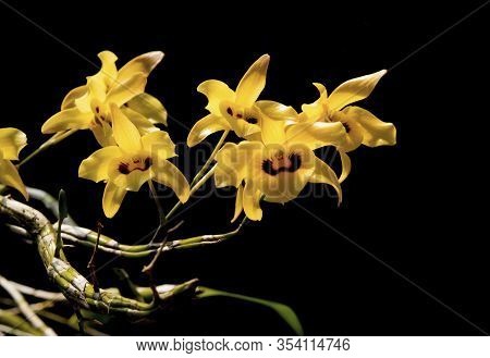 Close-up Of Yellow Orchid Flower With Dark Background. (dendrobium Friedericksianum Rchb.f.)