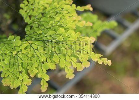 Close-up Of Maidenhair Fern. (adiantum, Black Maidenhair Fern)