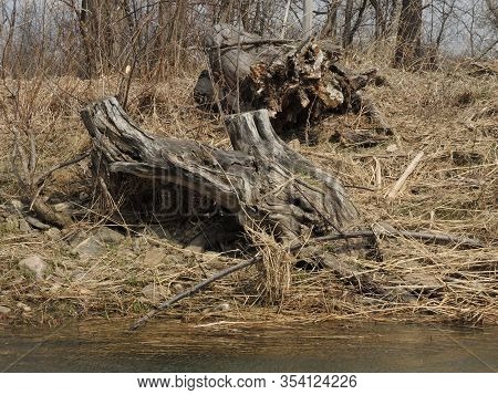 Unusual Snags Stick Out Over The Dune Towards A Wide River. Stumps And Grass By The River. Natural L