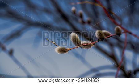 Pussy Willow Branch With Blossoming Hairy Flowers On The Eve Of Easter