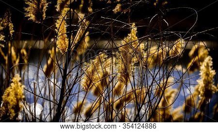 Ears Of Reeds In The Spring Sun Against A Blue Lake