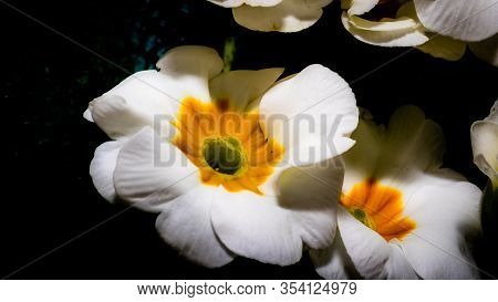 White Primrose Flowers With Yellow Hearts On A Dark Background