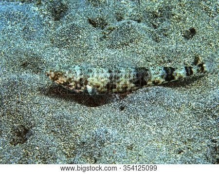 The Amazing And Mysterious Underwater World Of Indonesia, North Sulawesi, Manado, Lizard Fish