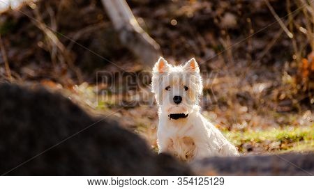 Dog West Highland White Terrier Basking In The Spring Sun