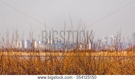 Young Growth Of A Bush Against The Background Of The River And The Blue-white City