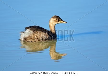 Little grebe (Tachybaptus ruficollis) swimming, South Africa