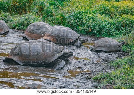 Galapagos Giant Tortoise on Santa Cruz Island in Galapagos Islands. Group of many Galapagos tortoises cooling of in water hole. Amazing animals, nature and wildlife image from Galapagos highlands.