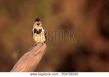 The Crested Barbet (trachyphonus Vaillantii) Sitting On The Branch With Golden Yellow Background. Bi