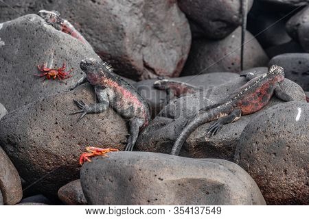Galapagos Christmas Iguana on Espanola Island on Galapagos Islands. Male Marine Iguanas and Sally lightfoot crab. Amazing animals wildlife and nature on Galapagos islands, Ecuador, South America.