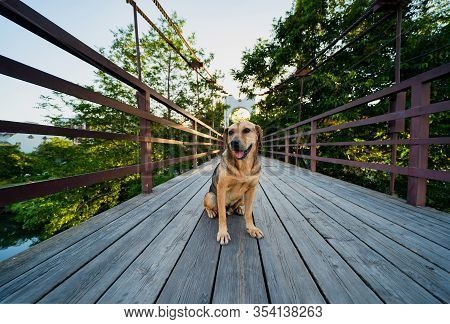 Stray Dog Sits On A Wooden Bridge Over The Dagomys Mountain River In Sochi Russia