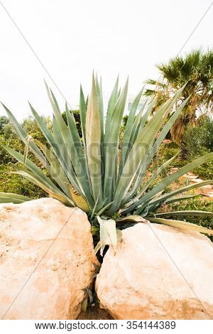 Agave Plant between Two Stones. Palm Tree on Background.