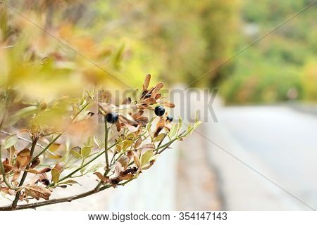 A Branch With Black Berries On A Brick Wall Background. A Road Stretching Into The Distance. Autumn 