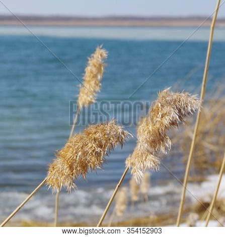 Dry Reed, Grass On The Lake With Melting Snow, White Snow. Spring Landscape With Blue Clear Sky. Mac