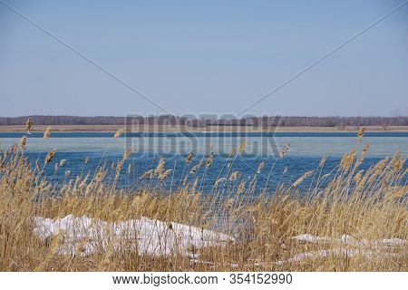 Spring Landscape With A Lake Overgrown With Reeds Near The Coast And A Clear Sky. The Surface Of The