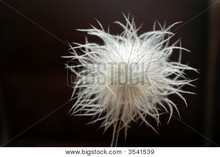 Seedhead Pulsatilla pratensis