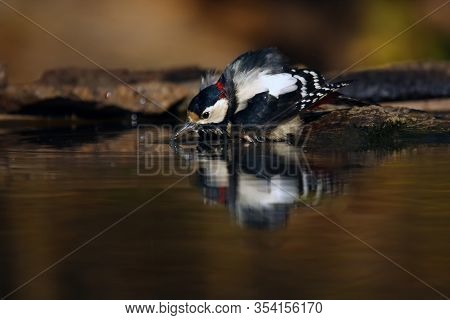 The Great Spotted Woodpecker (dendrocopos Major) Is Bathing And Drinking In Small Forest Pond With R