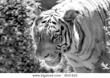 Tigre