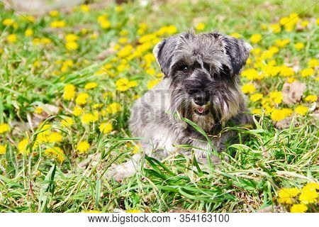 Portrait Of A Gray Miniature Schnauzer Dog Posing Outdoors In Yellow Spring Flowers. A Beautiful Dog