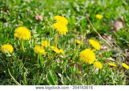 Green Field With Yellow Dandelions. Close-up Of Yellow Spring Blossoms Dandelions On The Ground, Mac