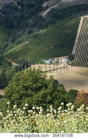 Rural Landscape At Summer Near Ripatransone, Ascoli Piceno, Marches, Italy