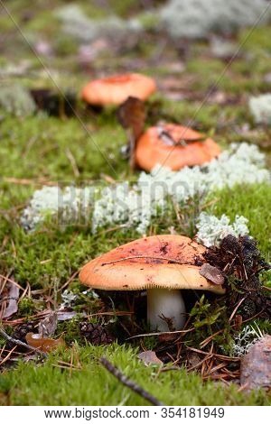 In The Wood Among A Green Moss, A Lichen And Fallen-down Needles There Are Three Russulas.