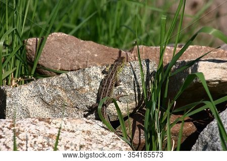 Solar Spring Morning. The Little Lizard Is Heated On A Gray Stone. Around Fresh Green Grass.