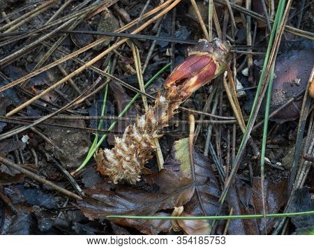Pine Cone On Woodland Floor, Eaten By Grey Squirrel.