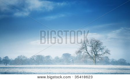 дерево на холодной голубой зимнее утро