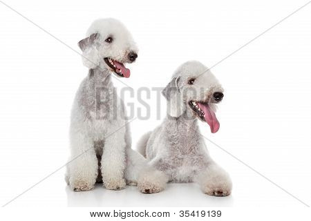 Bedlington Terrier cani