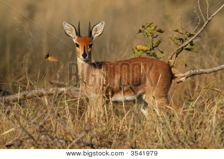 Steenbok Antelope