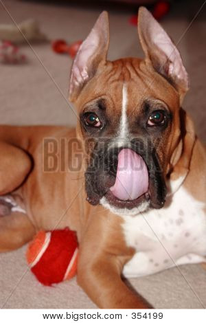 ボクサーの子犬